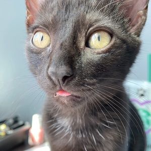 Meet your Posher, Elena